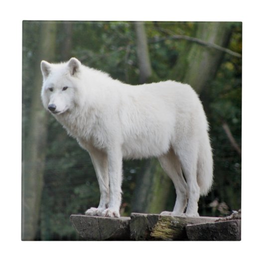 Carreau Loup blanc sauvage (Devant)