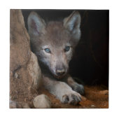 Carreau Loup de bois de l'Est (Devant)