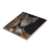 Carreau Loup de bois de l'Est (Côté)