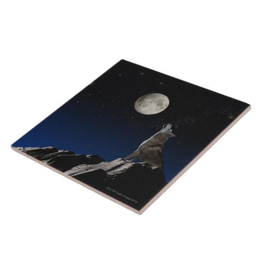 Carreau Loup d'hurlement (Côté)