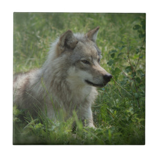 Carreau Loup solitaire Loups gris Loups gris Loups gris Vé