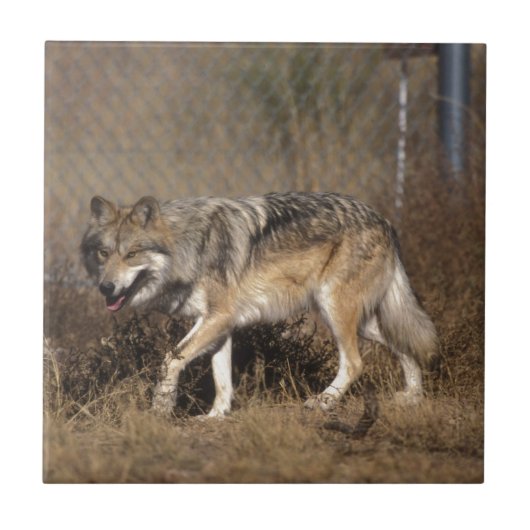 CARREAU LOUPS (Devant)