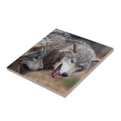 Carreau Loups gris  (Côté)