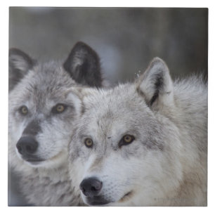 Carreau Loups (lupus de Canus) de Yellowstone occidental.