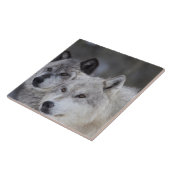 Carreau Loups (lupus de Canus) de Yellowstone occidental. (Côté)