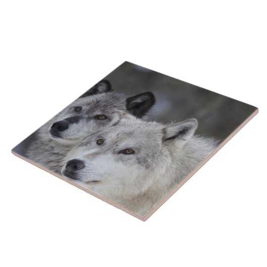 Carreau Loups (lupus de Canus) de Yellowstone occidental. (Côté)