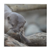 Carreau Loutre adorable (Devant)