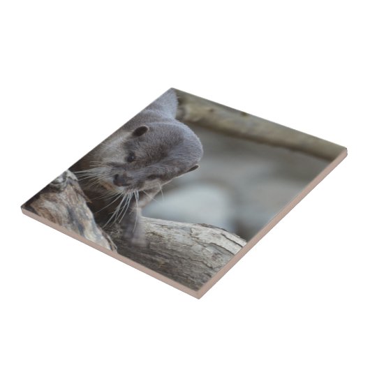 Carreau Loutre adorable (Côté)