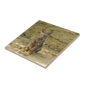 Carreau Louveteau mignon (Côté)