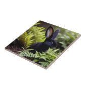 Carreau Lucifer le lapin noir : un ensemble sombre de méfa (Côté)