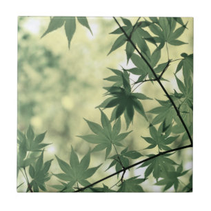 Carreau Lumière du soleil à travers les feuilles d'érable