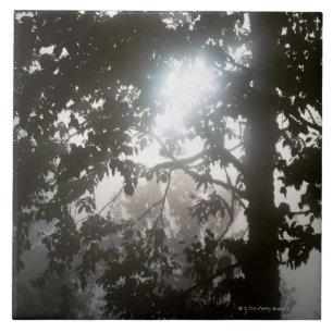 Carreau Lumière du soleil de matin par le feuillage de la