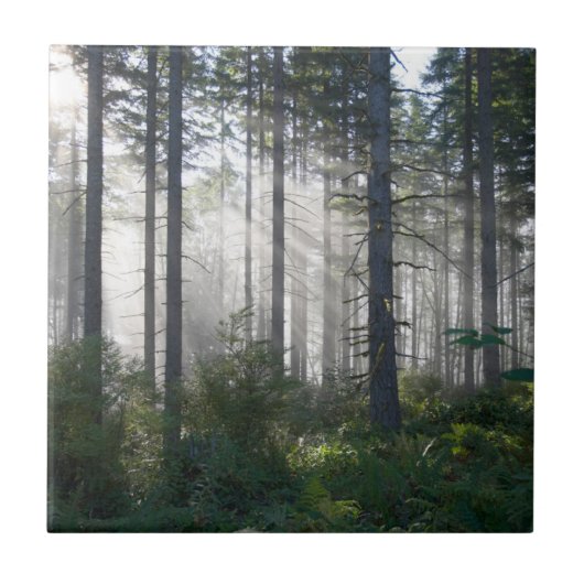 Carreau Lumière du soleil traversant une forêt brumeuse (Devant)