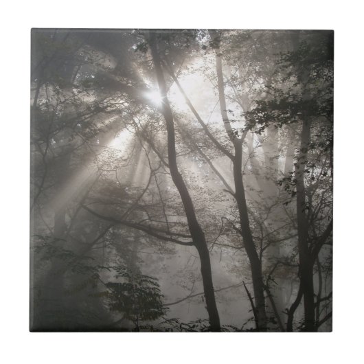 Carreau Lumière Solaire À Travers Les Arbres Bois Sombre (Devant)