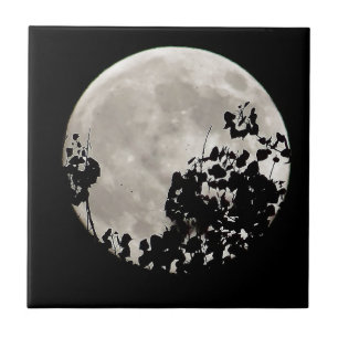 Carreau Lune derrière feuilles sombres