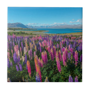 Carreau Lupines de Russle au lac Tekapo   Nouvelle Zéland