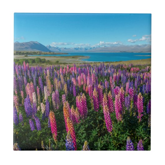Carreau Lupines de Russle au lac Tekapo | Nouvelle Zélande (Devant)