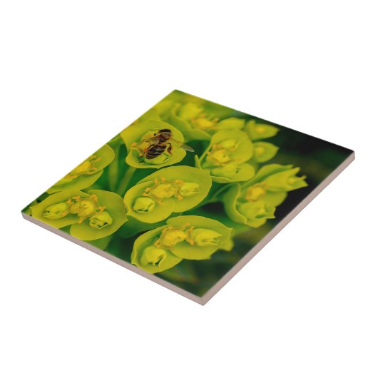 Carreau L'usine de Gopher de désert (Côté)