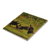 Carreau Lutter contre les dindes sauvages dans les montagn (Côté)