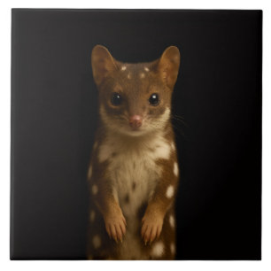 Carreau Luxe Noir 4 avec Sweet Quoll