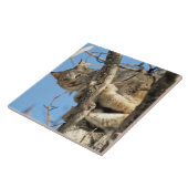 Carreau Lynx espiègle (Côté)