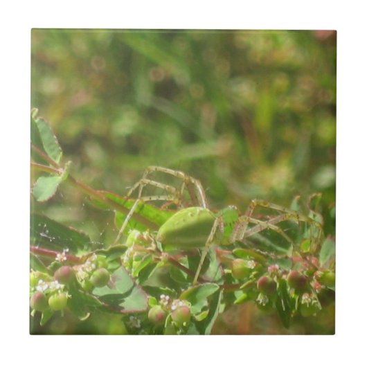 Carreau Lynx Spider (Devant)