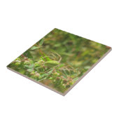 Carreau Lynx Spider (Côté)