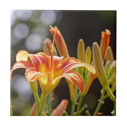 Carreau Lys au soleil (Devant)