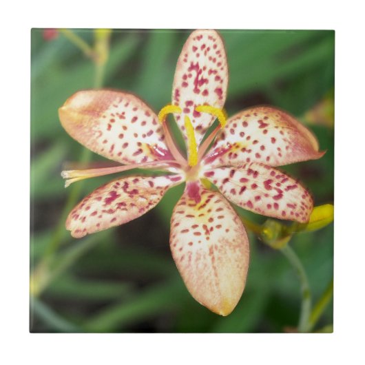 Carreau Lys de Blackberry pâle tacheté à l'orange (Devant)