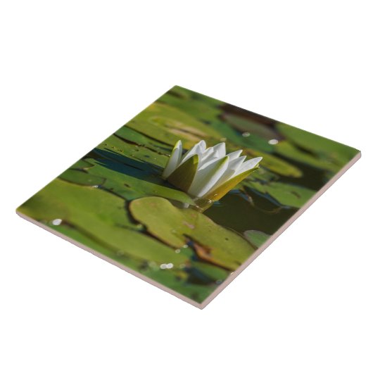 Carreau Lys d'eau (Côté)