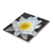 Carreau Lys d'eau blanche (Côté)