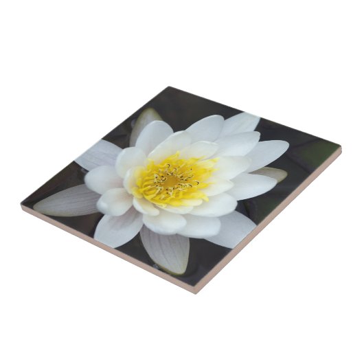 Carreau Lys d'eau blanche (Côté)