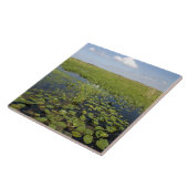 Carreau Lys d'eau et gazon de scie en Floride (Côté)