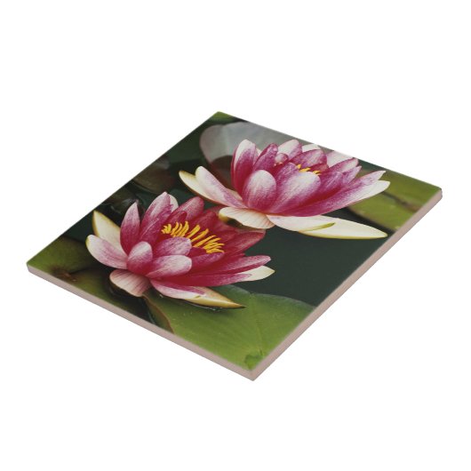 Carreau Lys d'eau hybrides (Côté)