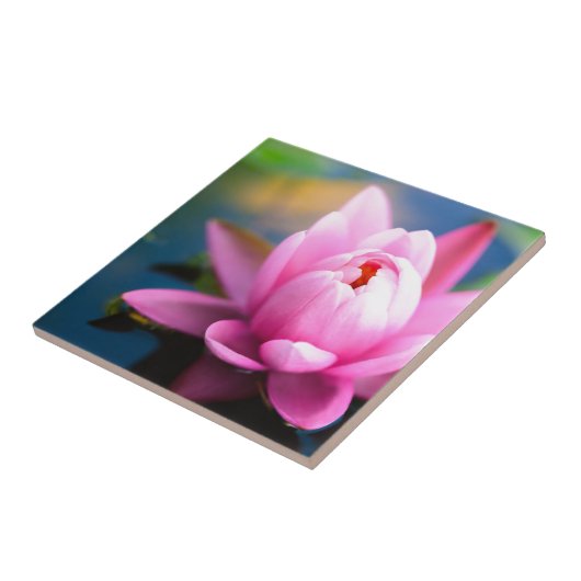 Carreau Lys d'eau rose (Côté)