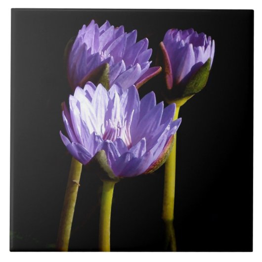 Carreau Lys d'eau violet (Devant)
