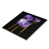 Carreau Lys d'eau violet (Côté)