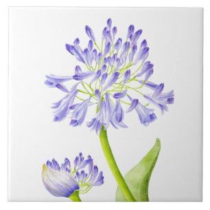 Carreau Lys du Nil sur un carrelage en céramique