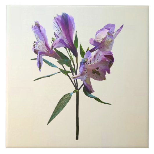 Carreau Lys péruvien violet (Devant)
