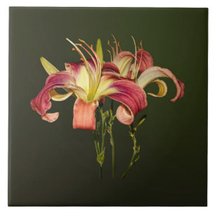 Carreau Lys Rose Foncé Avec Centres Jaunes