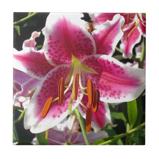 Carreau Lys roses fleurs tropicales roses rose (Devant)