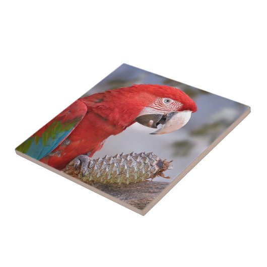 Carreau Macao à ailes vertes avec cône de pin (Côté)