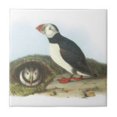 Carreau Macareux atlantique par Audubon (Devant)