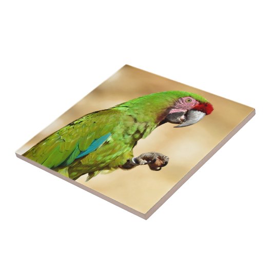 Carreau Macaw militaire perché (Côté)