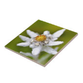 Carreau Macro de fleur edelweiss (Côté)