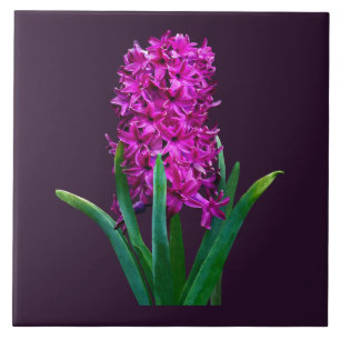 Carreau Magenta Hyacinth