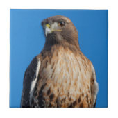 Carreau Magnifique Buse à queue rouge au soleil (Devant)