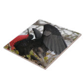 Carreau Magnifique Frigate Bird (Côté)