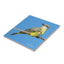 Magnifique Tropical Kingbird sur Blackberry Branch