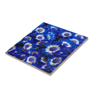Carreau Magnifiques fleurs de cinéraire bleu royal